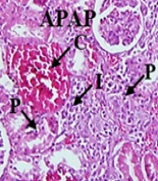 Jentashapir J Cell Mol Biol