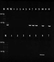 Archives of Pediatric Infectious Diseases