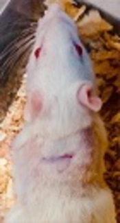 fig
