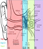 Archives of Neuroscience