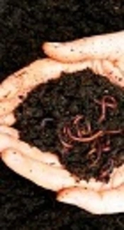 Feasibility Study of Chromium Removal from Paint Sludge with Biological Sludge, Using Vermicompost by <i>Eisenia fetida</i> (Case Study: Saipa Automotive Industry)