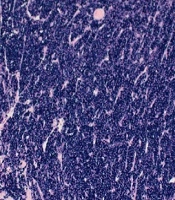 Journal of Skin and Stem Cell
