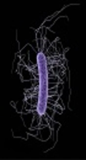 http://www.wxxinews.org/post/c-diff-vaccine-moves-next-phase-clinical-trial