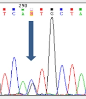 Gene Cell Tissue