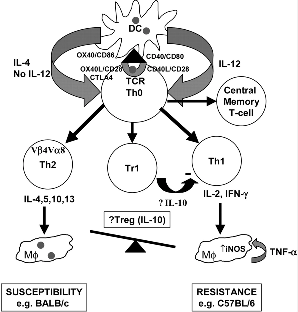 Immunological pathways against leishmaniasis adapted from Elshafie et al. 2011 (<a href="#A121894REF34">34</a>). Immunological pathways against leishmaniasis adapted from Elshafie et al. 2011 (<a href="#A121894REF34">34</a>).