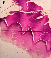 J Skin Stem Cell
