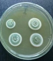 Jundishapur Journal of Natural Pharmaceutical Products