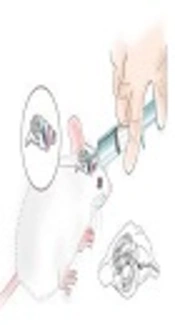 Effect of Intrahippocampal CA3 Injection of Spexin on Passive Avoidance Learning and Memory in Normal and Castrated Rats