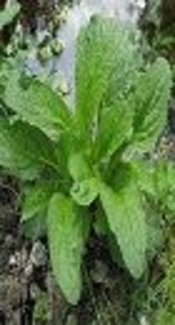 Evaluation of Phytochemistry and Some Biological Activities of Aerial Parts and Seed of <i>Scrophularia Umbrosa Dumort</i>