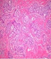Iranian Journal of Radiology