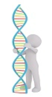 A Novel <i>FECH</i> Mutation Causes Erythropoietic Protoporphyria with Severe Liver Dysfunction