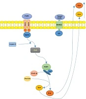 J Skin Stem Cell