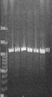 archcid-65321