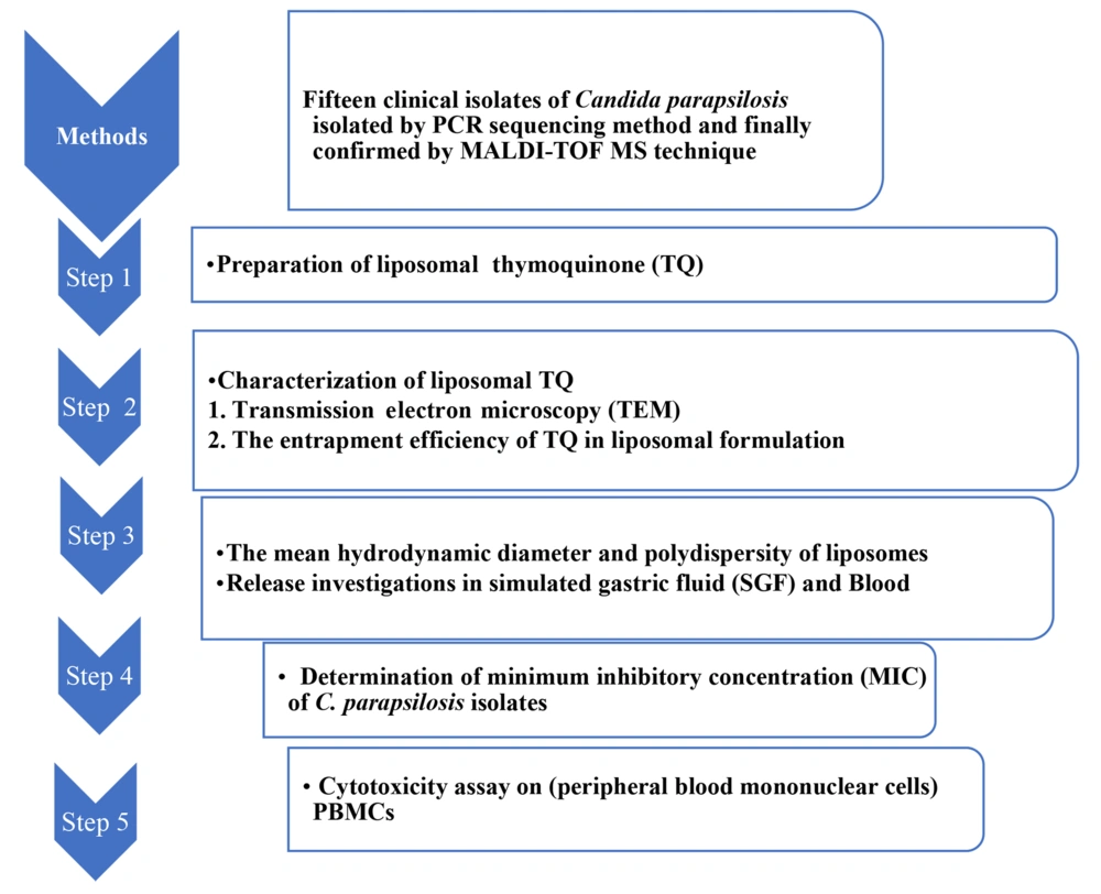 The flowchart diagram illustrating the processes of synthesizing thymoquinone-liposomal nanoparticles (TQ-Lip-NP) against the clinical isolates of <i>Candida parapsilosis</i>. The flowchart diagram illustrating the processes of synthesizing thymoquinone-liposomal nanoparticles (TQ-Lip-NP) against the clinical isolates of <i>Candida parapsilosis</i>.