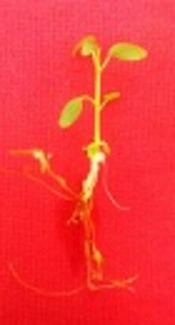 Establishment of a Protocol for in vitro Seed Germination and Callus Formation of <i>Ficus religiosa</i> L., an Important Medicinal Plant