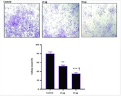 Jentashapir J Cell Mol Biol