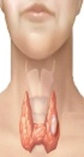 The Relationship Between Human Development Index and Its Components with Thyroid Cancer Incidence and Mortality: Using the Decomposition Approach