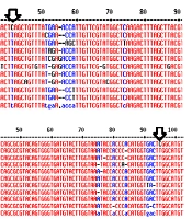  Jundishapur J Microbiol