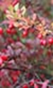 The Effects of Active Ingredients of Barberry Root (Berberine) on Glycemic Control and Insulin Resistance in Type 2 Diabetic Patients