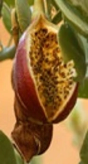 Effect of Extracts of <i>Capparis spinosa</i>, <i>Withania somnifera</i> and <i>Peganum harmala</i> on <i>Aspergillus flavus</i> Growth and Expression of Major Genes in Aflatoxin Biosynthetic Pathway
