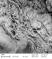 Gene Cell Tissue