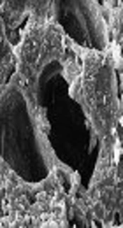 The Removal of Lead from Aqueous Solution Using Almond Green Hull (<i>Prunus amygdalus</i>-Fascionello) Waste Material Magnetized with Fe<sub>3</sub>O<sub>4</sub>