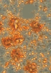 Jentashapir J Cell Mol Biol