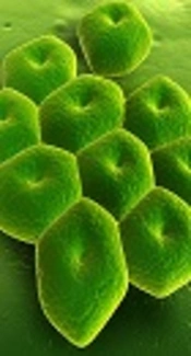 https://www.biocote.com/blog/five-facts-acinetobacter-baumannii/