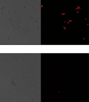 Jentashapir J Cell Mol Biol