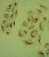 Compr Health Biomed Stud