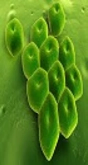 www.biocote.com