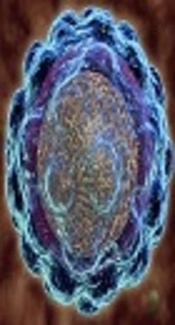 Calculation of Wiener Indices of Thiazolides: The Potent Inhibitors of Hepatitis B Virus and Hepatitis C Virus Replication