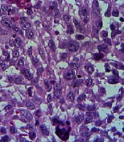 Iran J Pharm Res