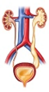 Sildenafil Citrate Can Reduce Pathological Post-obstructive Diuresis in a Rat Model ofBilateral Ureteral Obstruction