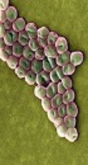The Relationship Between Antibiotic Resistance Phenotypes and Biofilm Formation Capacity in Clinical Isolates of <i>Acinetobacter baumannii</i>