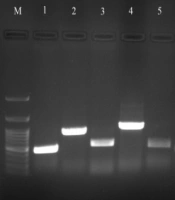 Jundishapur J Microbiol