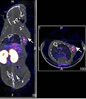 Iranian Journal of Radiology