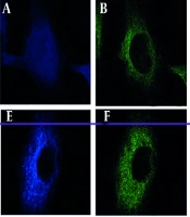 Jundishapur J Microbiol