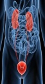 Comparison of Antimicrobial Effect of <i>Pistacia atlantica</i> with Antibiotics in Urinary Tract Infection