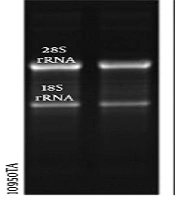 Jentashapir Journal of Cellular and Molecular Biology