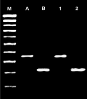 Jundishapur J Microbiol