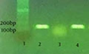 Biofilm-Producing Ability of Bovine Extraintestinal Pathogenic <i>Escherichia coli</i> and Its Correlation with Attachment Factors