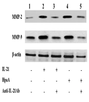 Jundishapur Journal of Microbiology