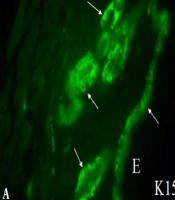 J Skin Stem Cell