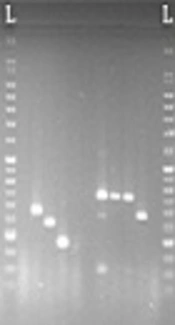 archcid-69199