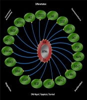 International Journal of Cancer Management