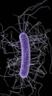<i>Clostridium difficile</i> Infection Among Hospitalized Chronic Hepatitis B Virus-Infected Patients in a Chinese Hospital
