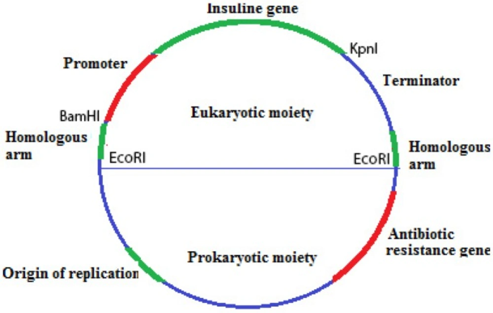 default vector which is made up of prokaryotic and eukaryotic sections