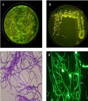 J Skin Stem Cell