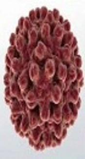 The First Report of Hepatitis B Virus Prevalence in Skardu, Gilgit Baltistan: A Neglected Area of Pakistan